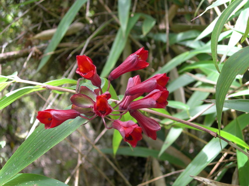 Bomarea formosissima (Bomarea formosissima)