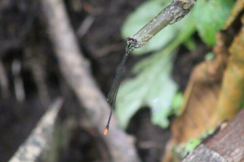 Allocnemis maccleeryi