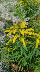 Solidago gigantea