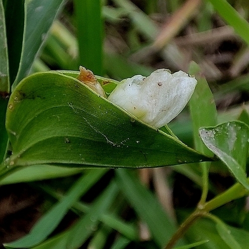 Flat-leafed Dayflower