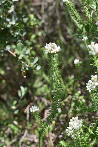 Image of Helichrysum teretifolium by (c) Justin Ponder, some rights reserved (CC BY)