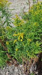 Solidago gigantea