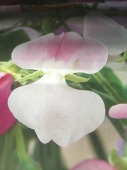 Lathyrus odoratus