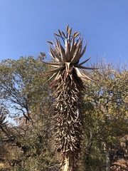 Aloe marlothii marlothii