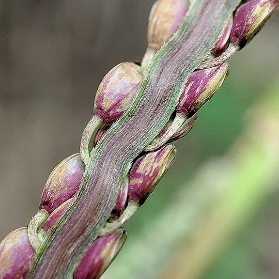 Paspalum almum