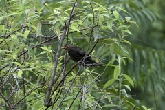 Turdus boulboul