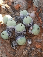Conophytum calculus calculus