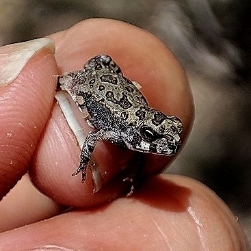 Cururu Toad