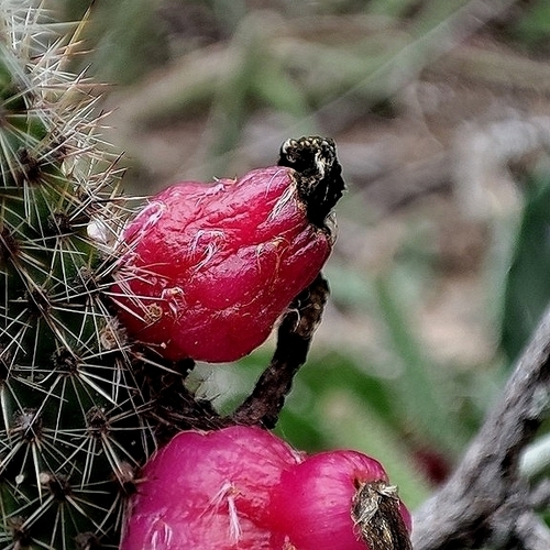 Cleistocactus baumannii horstii