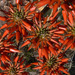 Orange Sand Aloe - Photo (c) 116916927065934112165, some rights reserved (CC BY), uploaded by 116916927065934112165
