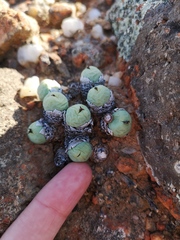 Conophytum calculus calculus