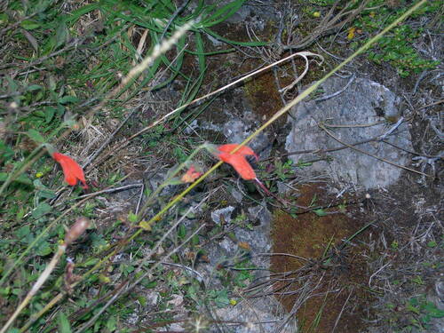 Salvia oppositiflora, photograph 3