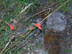 Salvia oppositiflora, photograph (c) Neptalí Ramírez Marcial, some rights reserved (CC BY)