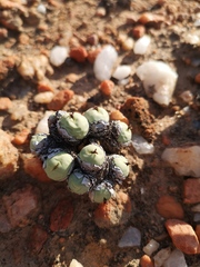 Conophytum calculus calculus