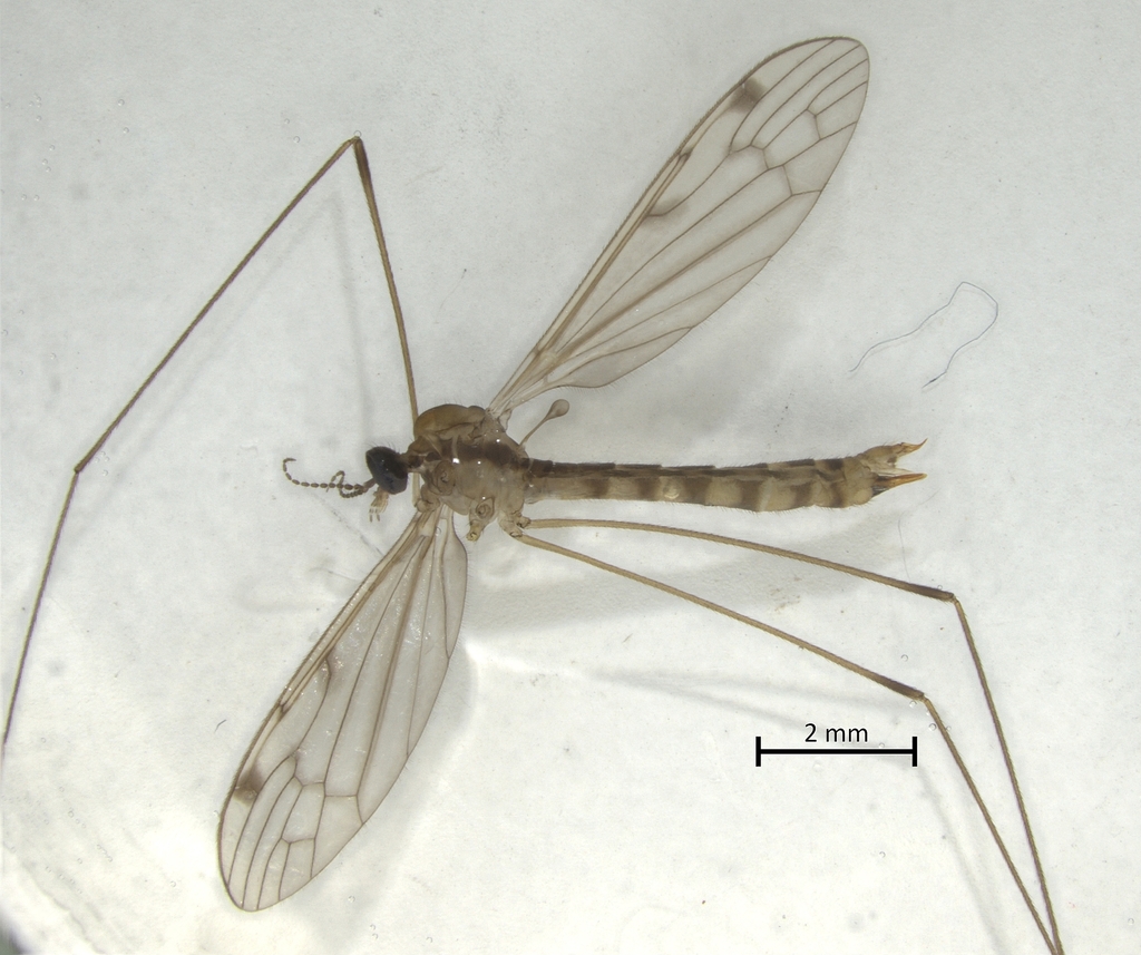 Atypophthalmus umbratus