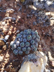 Conophytum uviforme