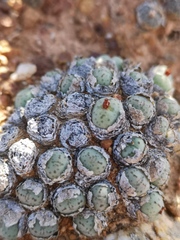 Conophytum uviforme