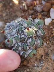Conophytum uviforme