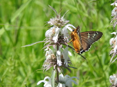 Apyrrothrix araxes