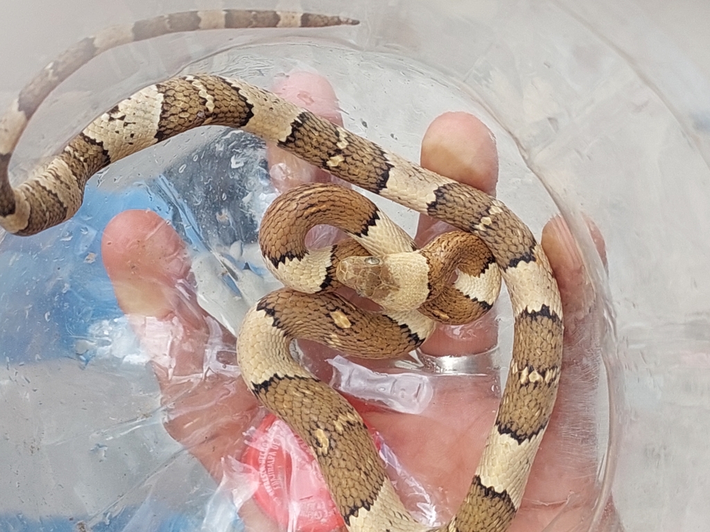 Mexican Lyre Snake