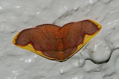 Nothomiza oxygoniodes