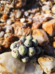 Conophytum calculus