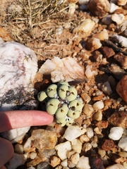 Conophytum calculus