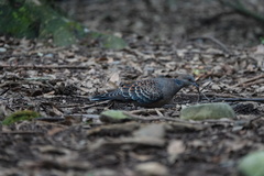 Streptopelia orientalis