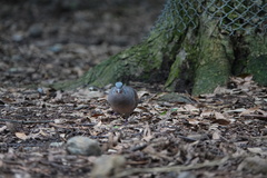 Streptopelia orientalis
