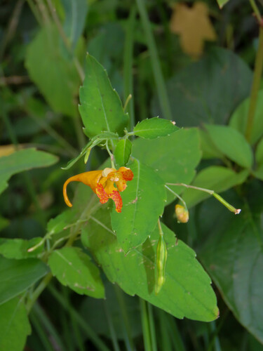 Impatiens aurella, photograph 6