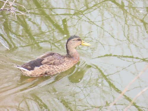Mallard photographed in Montana