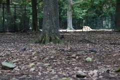 Streptopelia orientalis