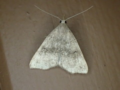 Phalaenostola eumelusalis