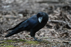 Corvus macrorhynchos