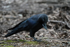 Corvus macrorhynchos