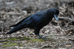 Corvus macrorhynchos