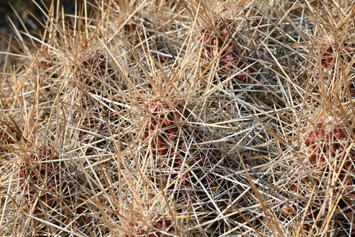 Echinocereus stramineus