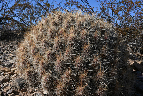 Echinocereus stramineus