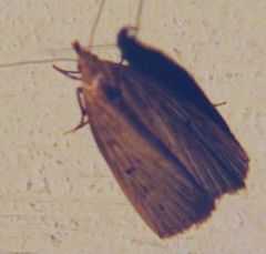 Macrochilo orciferalis