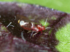 Bactericera antennata