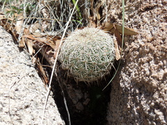 Coryphantha recurvata recurvata