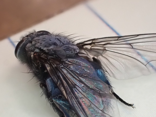 Orange-bearded Bluebottle Fly photo 4
