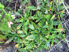 Hermas quinquedentata