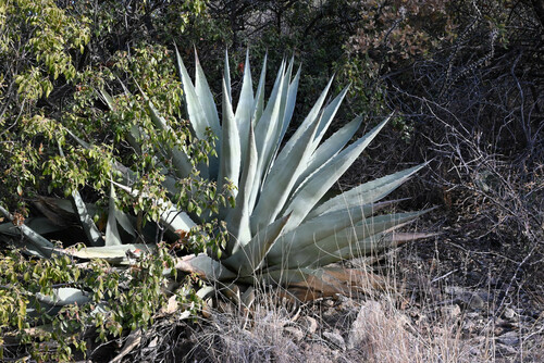 Agave havardiana