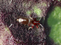 Bactericera antennata
