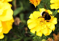 Bombus