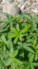 Potentilla reptans