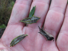 Hermas quinquedentata