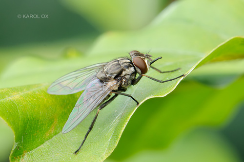 Stable fly