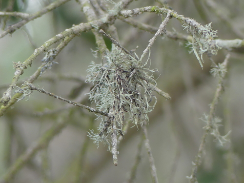 iNaturalist observation photo of bushy lichens, sea-fog lichens, and allies
